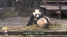 熊猫听到说没盆盆奶了，竟然生气的跺起了脚，镜头记录全程