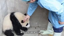 饲养员发现少了一只熊猫，抬头看了眼后腿直发抖我的亲娘哎