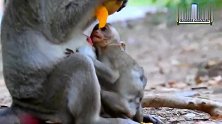 伤势严重的小猴子太饿，想抢猴妈手里的芒果，猴妈的做法让它崩溃
