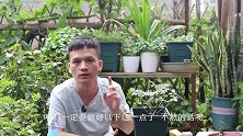 月季花剪完，还会黄叶叶斑？怎么办呢？