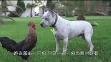 公鸡想打架竟找错对象，极力啄草掩饰尴尬，我是谁？我在那里？