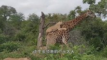最淡定的长颈鹿，身上爬满了狮子，一跺脚就吓退狮子