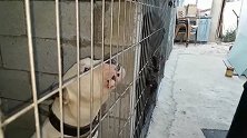 训狗师无护具挑衅笼中的护卫犬，恶狠狠的怒吼