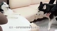 哈士奇：主人别拉我，我要和它决一胜负，你还真松手啦！太搞笑了