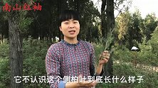柏树叶煮水洗头真的“白发变黑”吗？看完视频，今天可算弄明白了