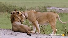 项圈母狮与雄狮碰头示意后就去捕猎做饭去了—母狮中的好媳妇
