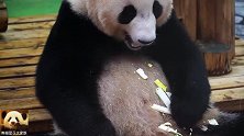 漂亮的熊猫结浜是勤俭节约的乖宝宝，掉在肚子上的渣渣绝不浪费！