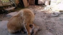 累坏了，狗崽子太能吃，狗妈妈太让人心疼了
