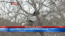 美国一只黑熊妈妈带三只幼崽爬上居民区大树 趴在树杈上打盹休息