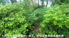 短竿也豪横，三米九的竿子遭遇三斤的大土鲮，很过瘾