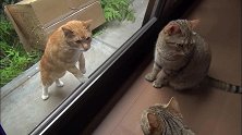 流浪猫和家猫隔窗对峙，可家猫人多势众，流浪猫：好猫不吃眼前亏