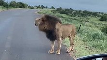 狮王很生气：小汽车闯入领地，狮王怒吼驱赶小车离开