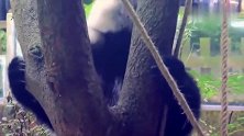 大熊猫宝宝千辛万苦的爬上了秋千，还没有摇几下就悲剧了