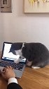 猫：我来看看你在整啥呢！