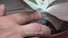 给多肉打顶目的是为了促分枝，却有了“意外收获”