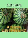 吃西瓜的季节，你会挑选西瓜吗？