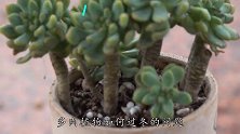 冬季养多肉，2个方面别含糊，预防“冷空气”，小心一盆不剩