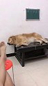 这狗太势利眼了萌宠