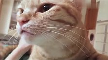 主人不停的拍猫咪的背，猫咪很烦朝主人怒吼，再拍我咬你了