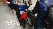 一场特殊的探视！导盲犬到医院看望住院的主人