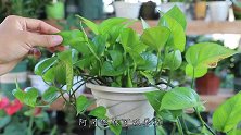 养绿萝用2种“灵药”，轻松养成“绿瀑布”，效果比养半年要好