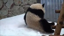下雪了大熊猫好开心，手舞足蹈的在吃雪，好吃吗