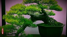 长寿的象征之获奖松树盆景欣赏，造型清爽有型，挺拔青翠！