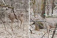 美国男子公园骑行时拍下一只鹿在树林里游荡，头上插着一支箭