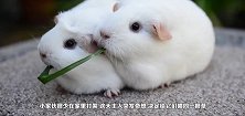 两只小豚鼠同吃一根草，吃到最后的反应让人萌翻，太可爱了