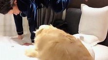 金毛腿脚太笨，主人使尽手段也教不会跳床，这场面太逗了