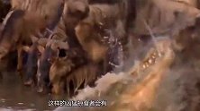 全球最凶狠的鱼，五分钟就把鳄鱼身上的肉吃完，镜头记录全过程