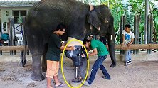 大象失去了一条腿，工作人员为它装上“假肢”，大象感动落泪了！