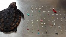 巴掌大海龟体内取出104片塑料 尸体被冲上海岸