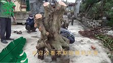 树桩这样修整塑造你看过吗？砍断枝干，用钢刀凿刻枝干，操作大胆