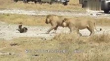 公狮咬断鬣狗后腿，鬣狗拖着2条腿就跑，四驱变两驱