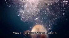 海豹死期已到，它被北极熊咬住头部，鲜血染红了冰面