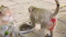 小猴子被突如其来的一掌打蒙，表情痛苦，想哭却哭不出来！