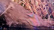 动物世界：老虎成为水下鳄鱼的猎物