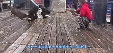 把白头鹰当鸽子喂，白头鹰们还井然有序，真是让人大开眼界