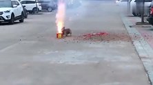 狗狗胆真大，人家放烟花靠那么近，太危险了