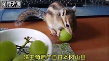 国外网友给花栗鼠吃晴王葡萄 原谅我第一次知道有这么贵的葡萄