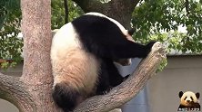熊猫结浜坐在树杈上凹造型很过瘾，别出心裁的下树方式好可爱