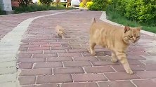 顺拐橘猫教娃走猫步翻车现场