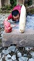 农村人的一天，把萝卜和红薯玩一整天