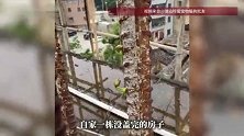 未盖完的房子钢筋里竟发出嫩芽，当事人：钢筋外没种子，不知道怎么回事