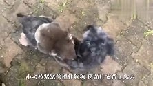 小考拉把狗狗认成了妈妈，狗狗被吓得够呛：我的妈呀这是啥？