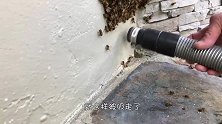 遇到马蜂窝最好的对付办法是什么男子竟用干冰，会发生什么呢