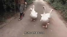 四只大白鹅忠心保护主人，遇人咬人遇狗怼狗，镜头记录全过程！