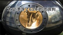 首个送到外太空的不是人类，而是流浪狗，距今已在太空漂浮63年
