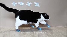 高冷的喵星人能被驯化到什么程度？猫戏团的猫太聪明了，想要